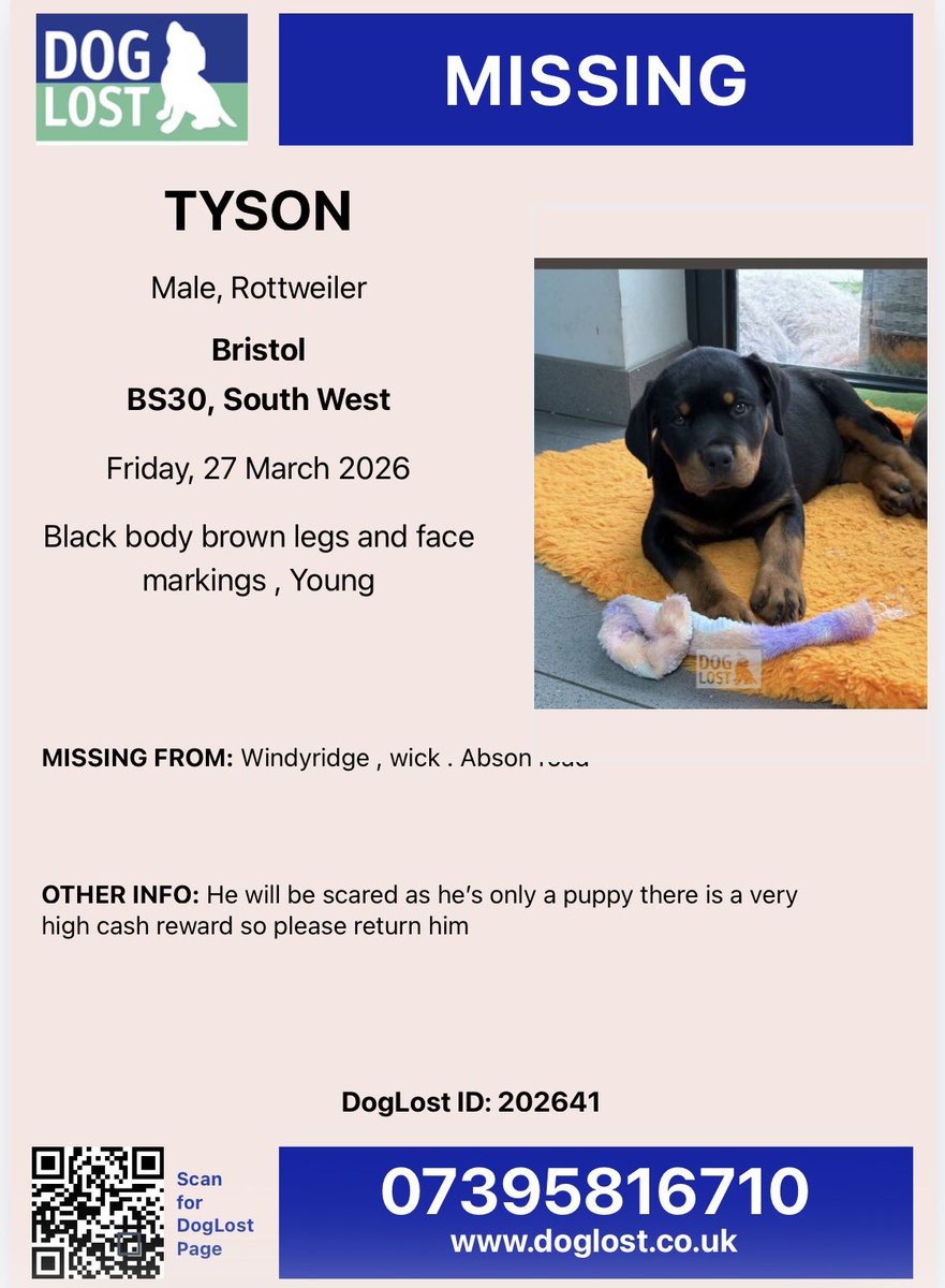 STILL MISSING Rottweiler #puppy TYSON he is now registered on Doglost website, this is his link to check on updates doglost.co.uk/dog/202641 

#Wick #Bristol #SouthGloucestshire #BS30 
Contact: 07395816710 or email admin@doglost.co.uk 

Tyson is microchipped, so just take him to