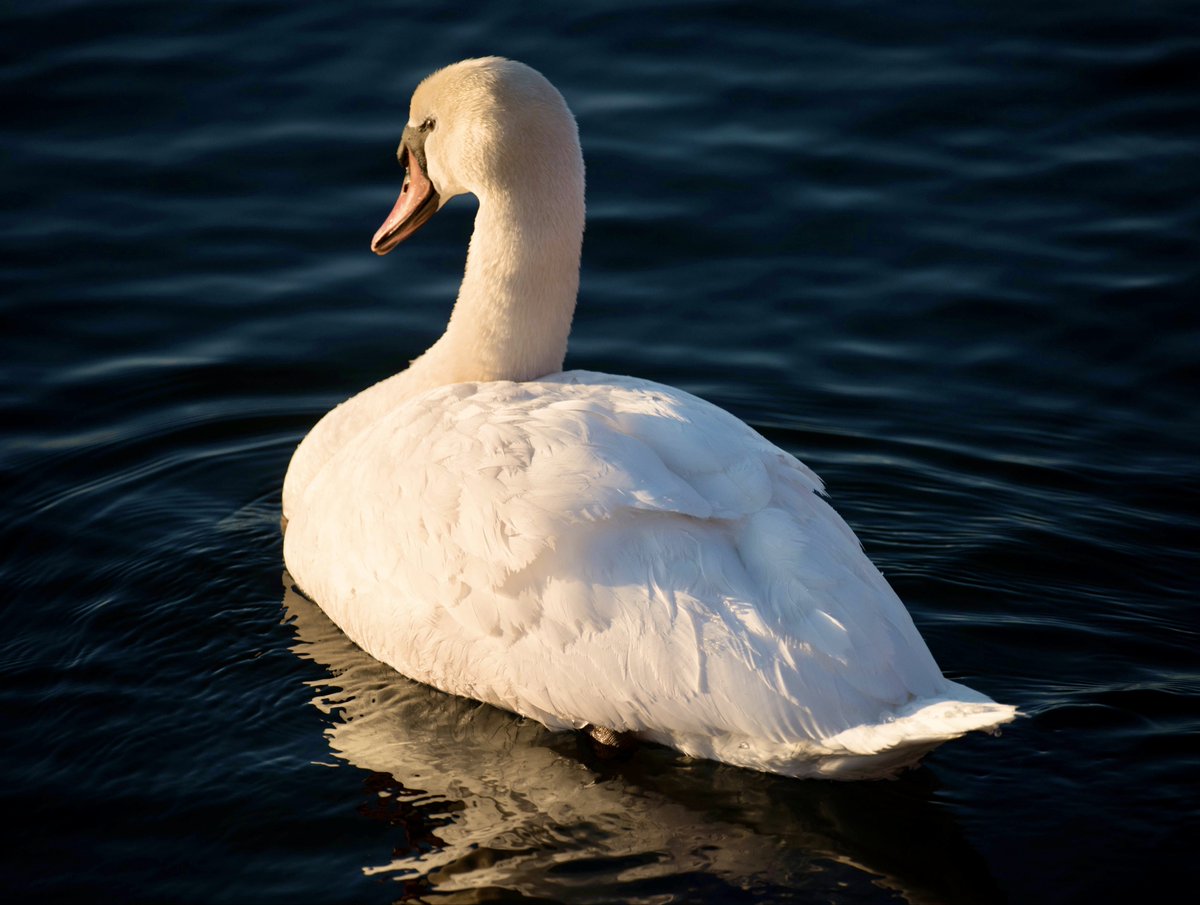 Boesephoto's tweet image. Good morning and happy #SwanDay
Going for a walk and hope to have more pics.
#TorontoWildlife #UrbanNature
#TommyThompsonPark