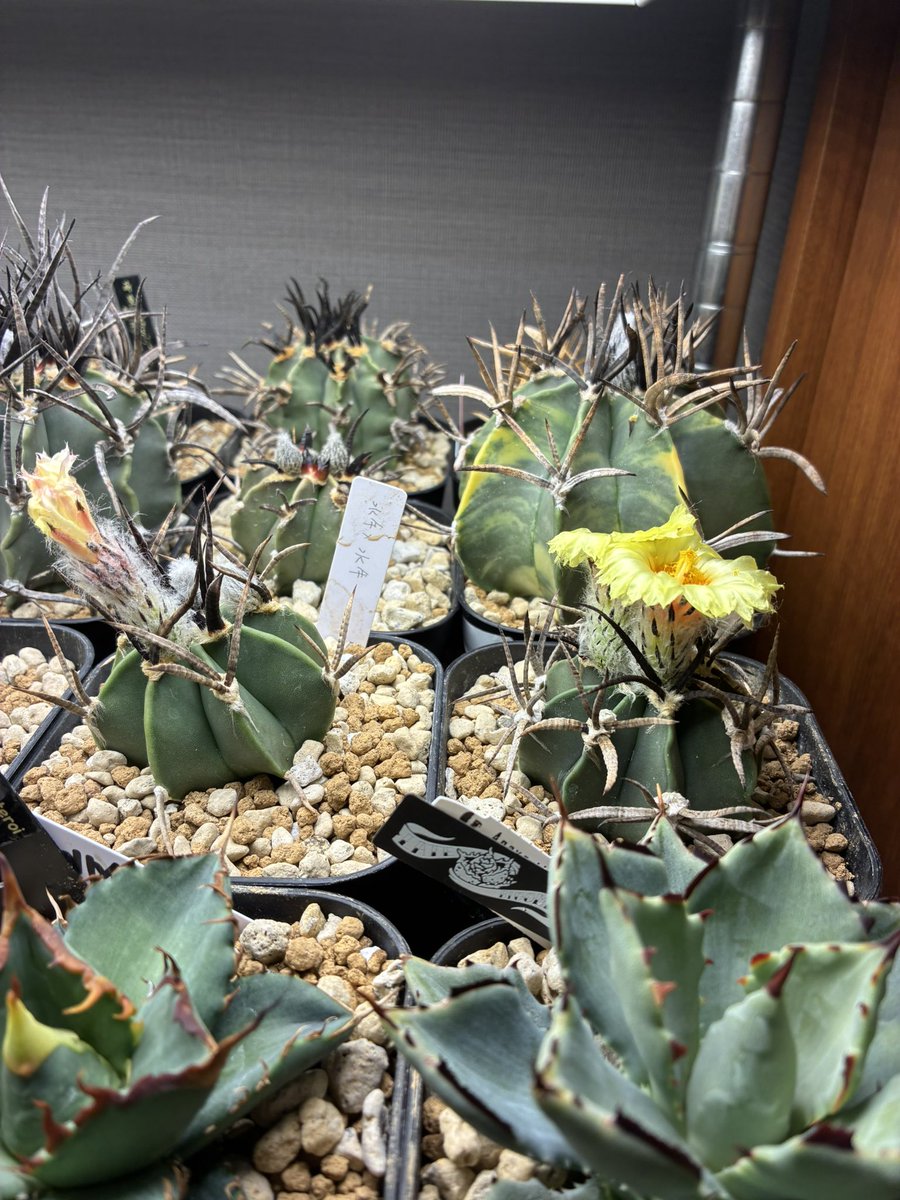 うしくん🐮 tweet media