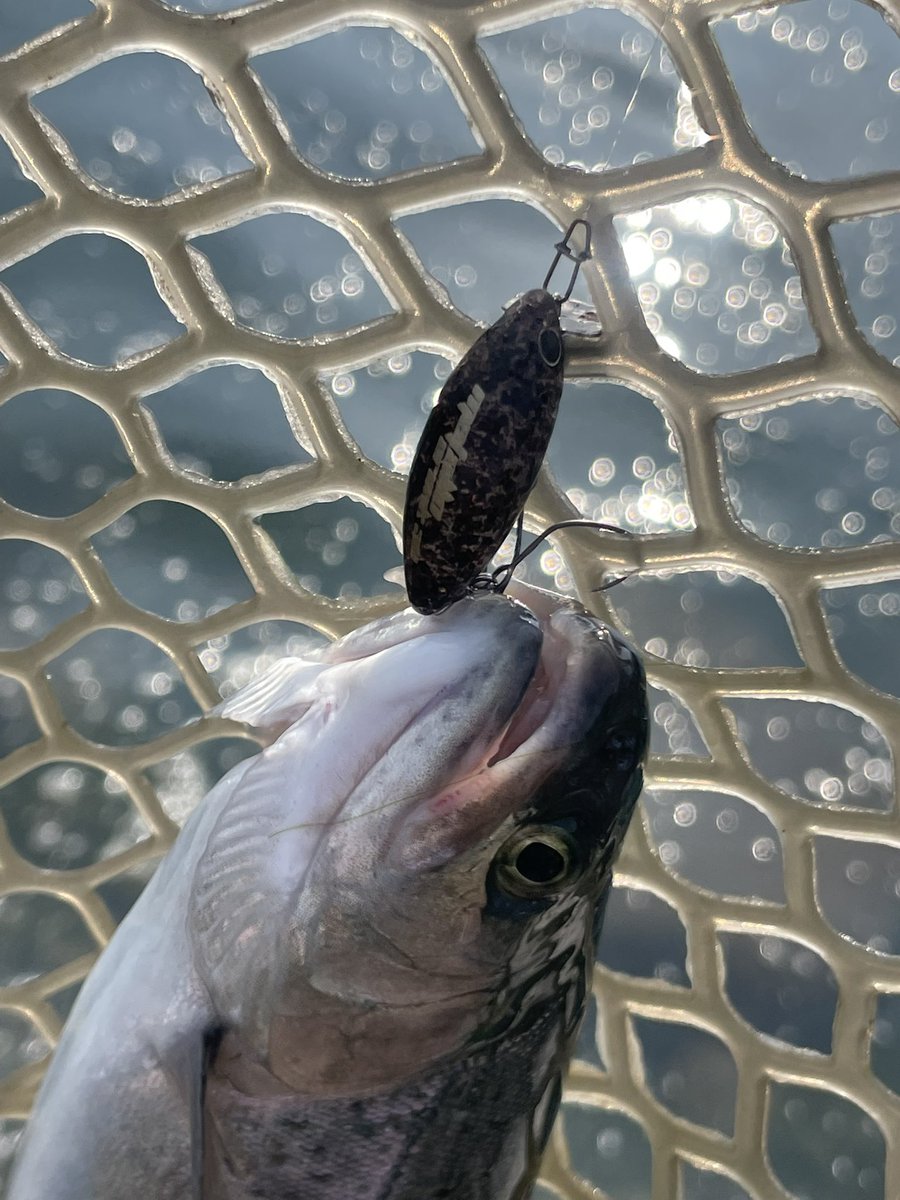 まいたけ採太郎 tweet media