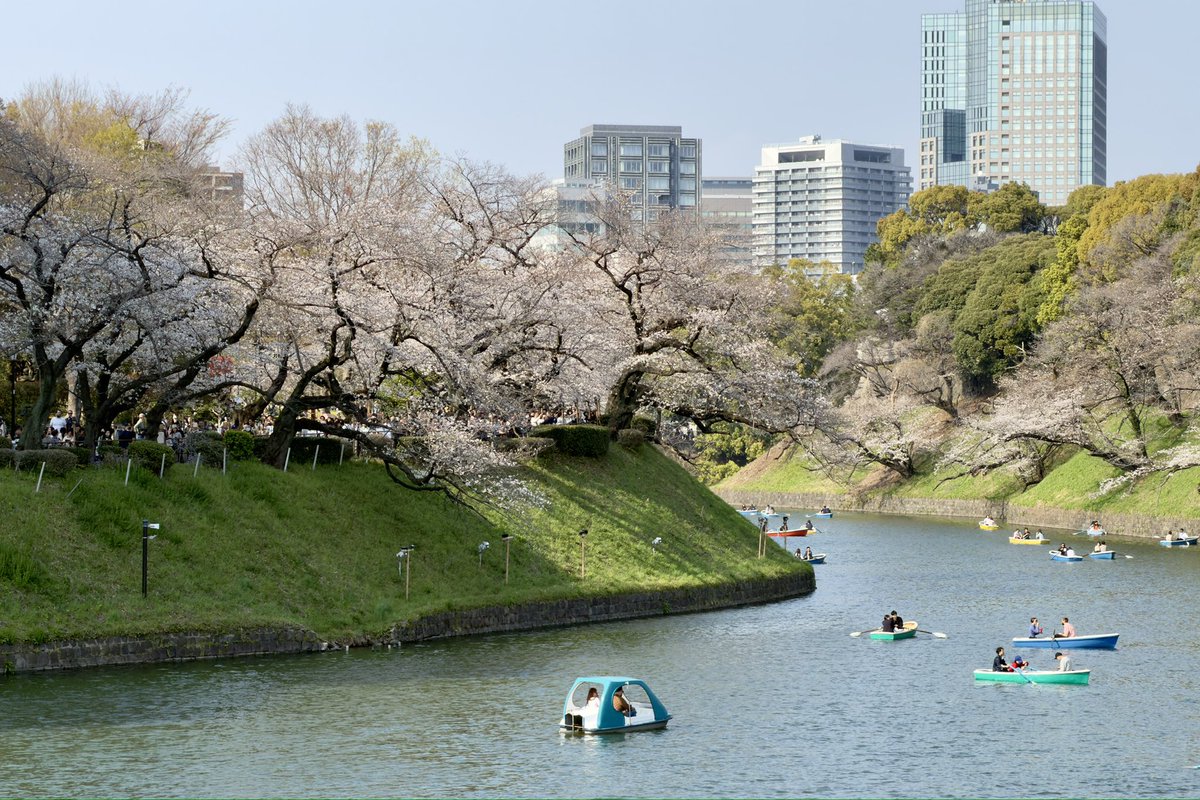 lovecello's tweet photo. 3/29現在、千鳥ヶ淵の桜は5分咲きとの発表もあるが、体感では場所によっては7-8分咲きの印象を受けた。 https://t.co/So7dKoWYC6