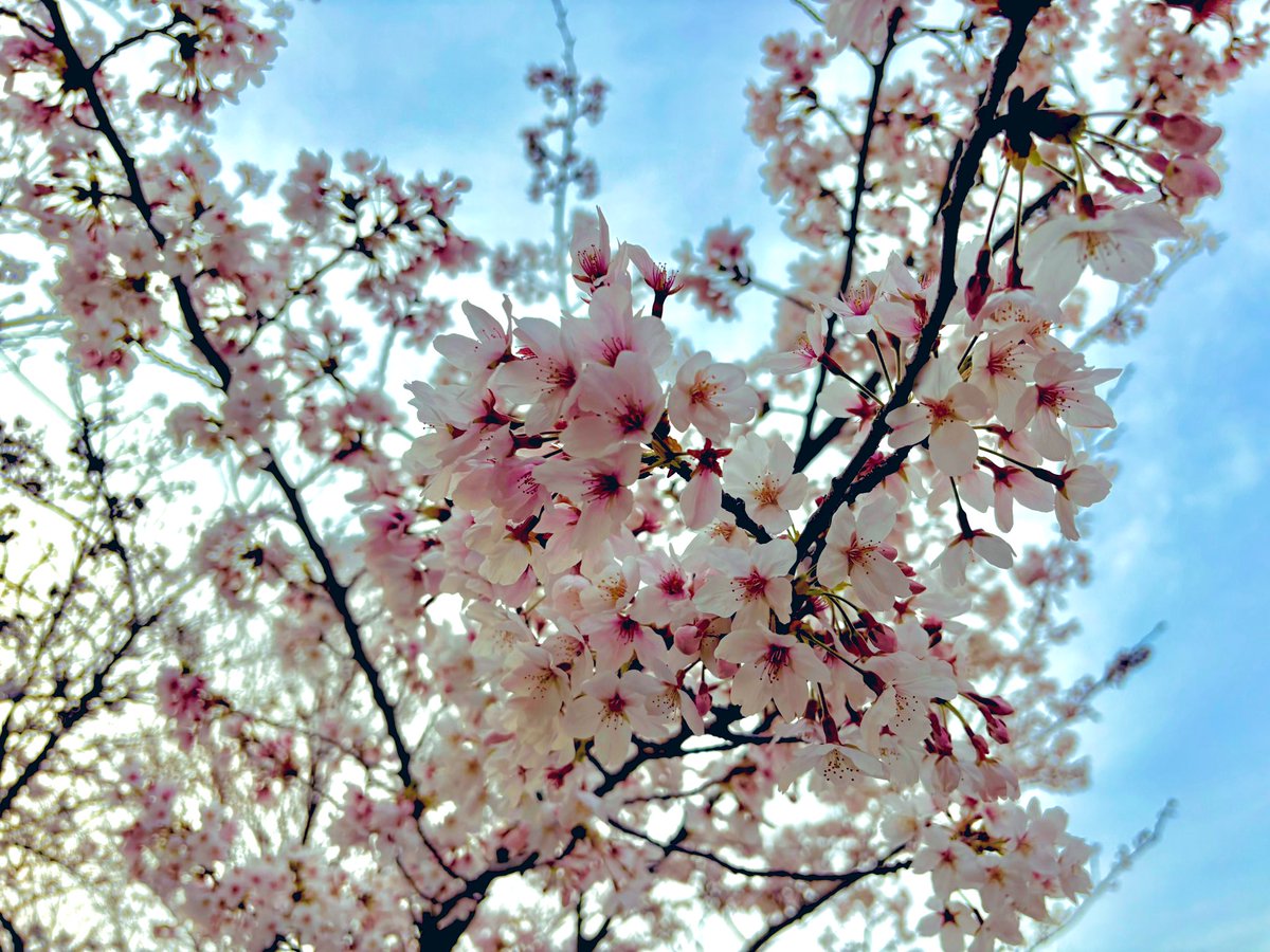 Shigi_Channel's tweet photo. 買い物や食事で遅くなってしまったけどギリギリ花見出来た〜　公園にパンジーやネモフィラも咲いてた。まさかのシラフ　でも癒された https://t.co/PKw5tTsD3m