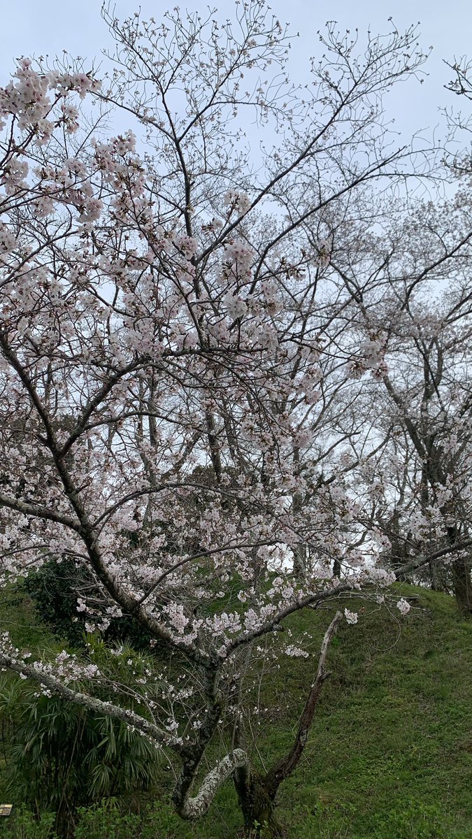 aa aa kacamata tweet media