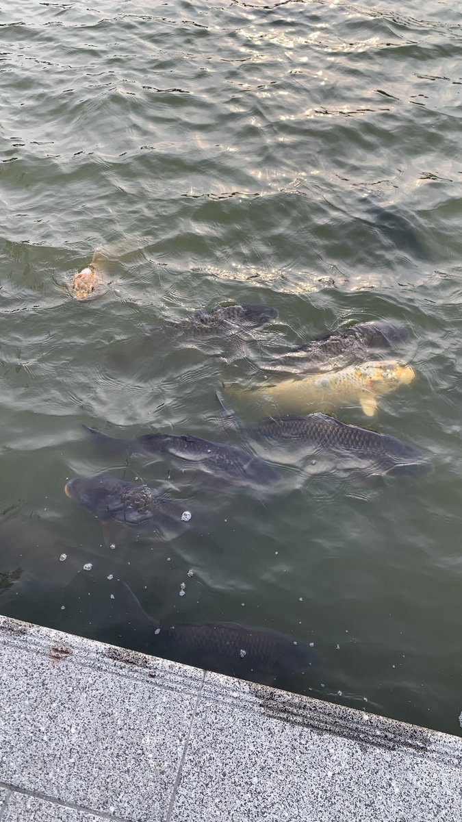 aa aa kacamata tweet media