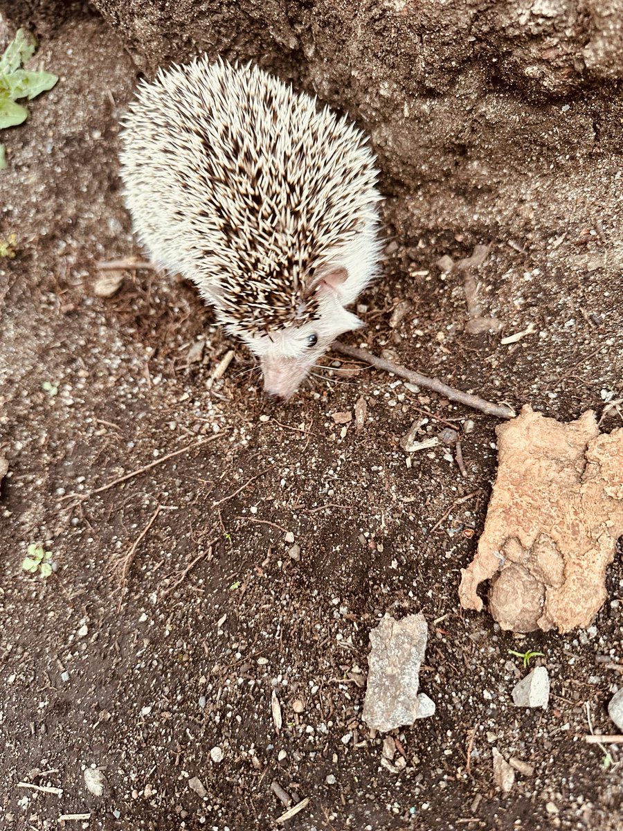 みどりかわともこ Tomoko Midorikawa tweet media