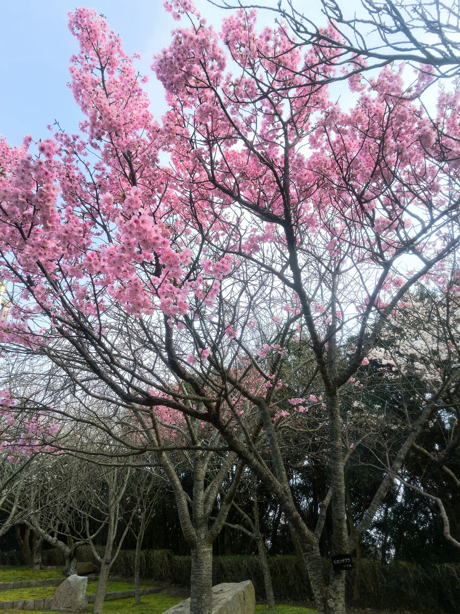 あवた tweet media