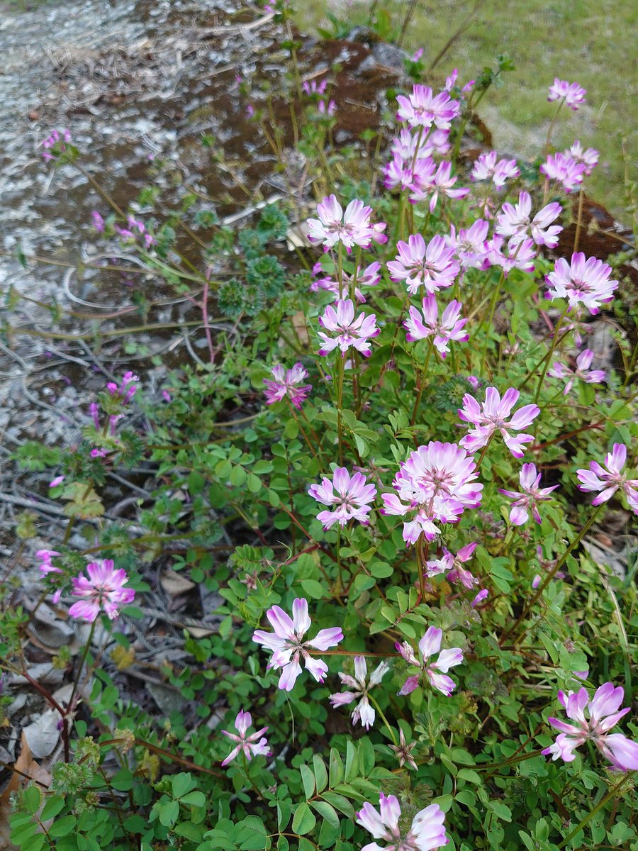 ショコラ@働くシンママ🍫 tweet media