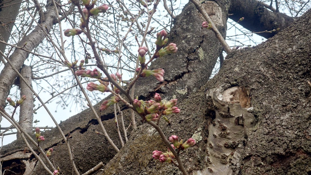 Ⅱさび tweet media