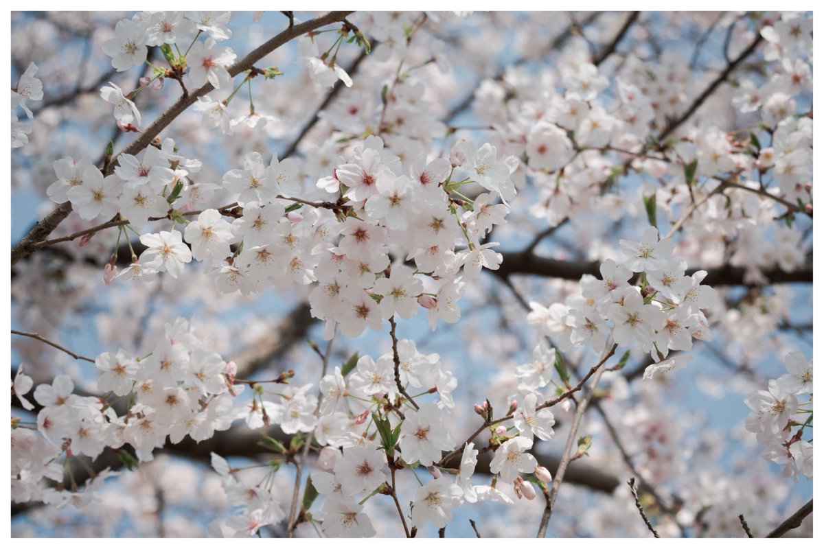 とっしー tweet media