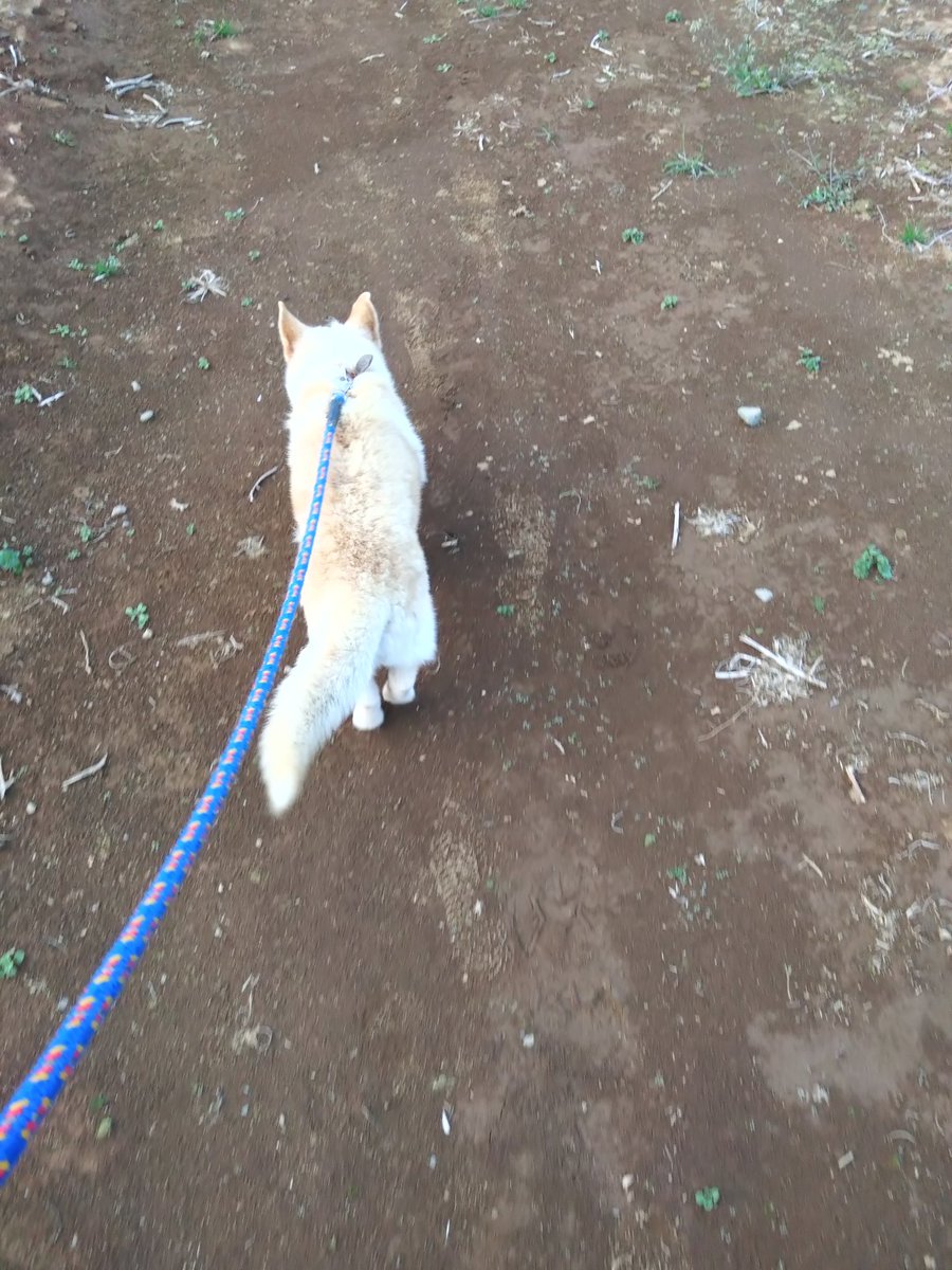 いもむすこ tweet media