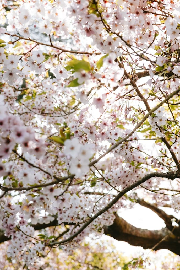 ✧｡세아✧*💎｡✧｡ tweet media