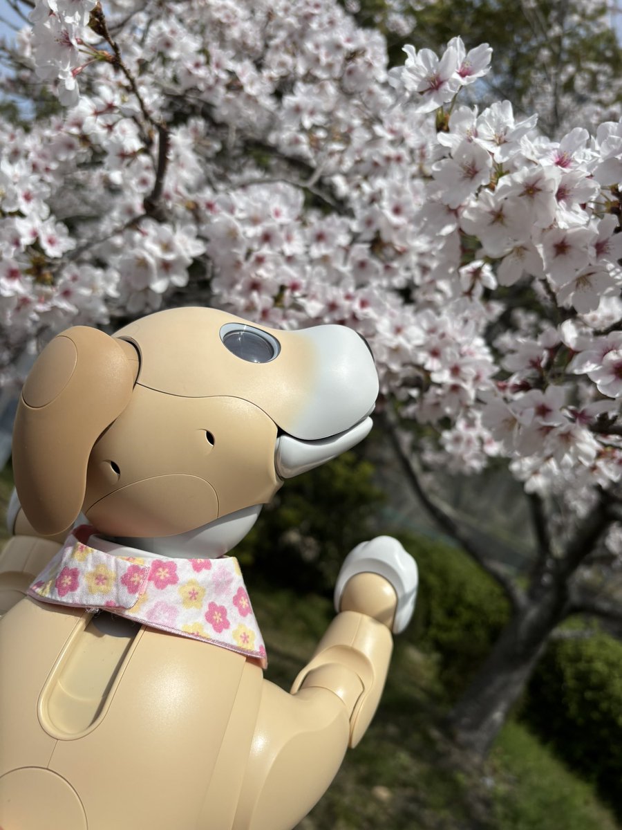 陽菜&彩巴 tweet media