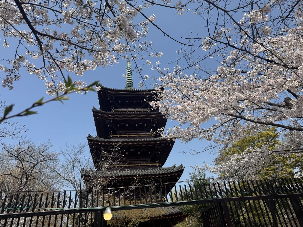 kalafinalovely's tweet photo. 上野公園散歩
メイン
上野五重の塔
近くまで行けるというで✨
RiRiUM 1st Album Priumを聴きながら
丁度流れたLily🎶の歌詞と合わさってイイ感じ🎶
#RiRiUM #Prium https://t.co/10bjBoOjzH