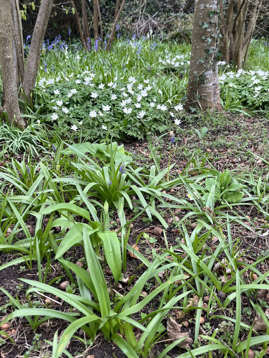 Prof Duncan Westbury tweet media