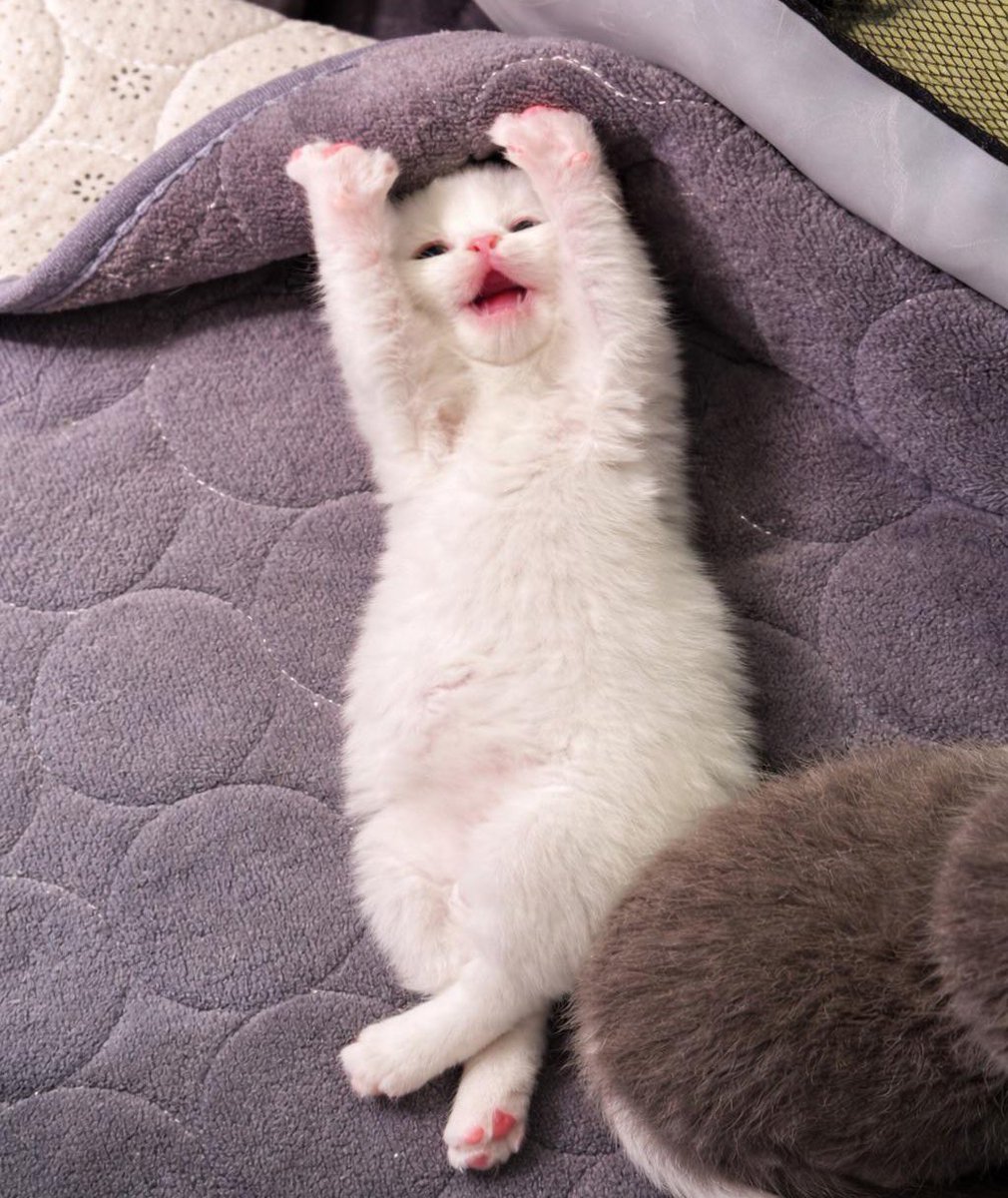 dikkat kedi cikabilir tweet media