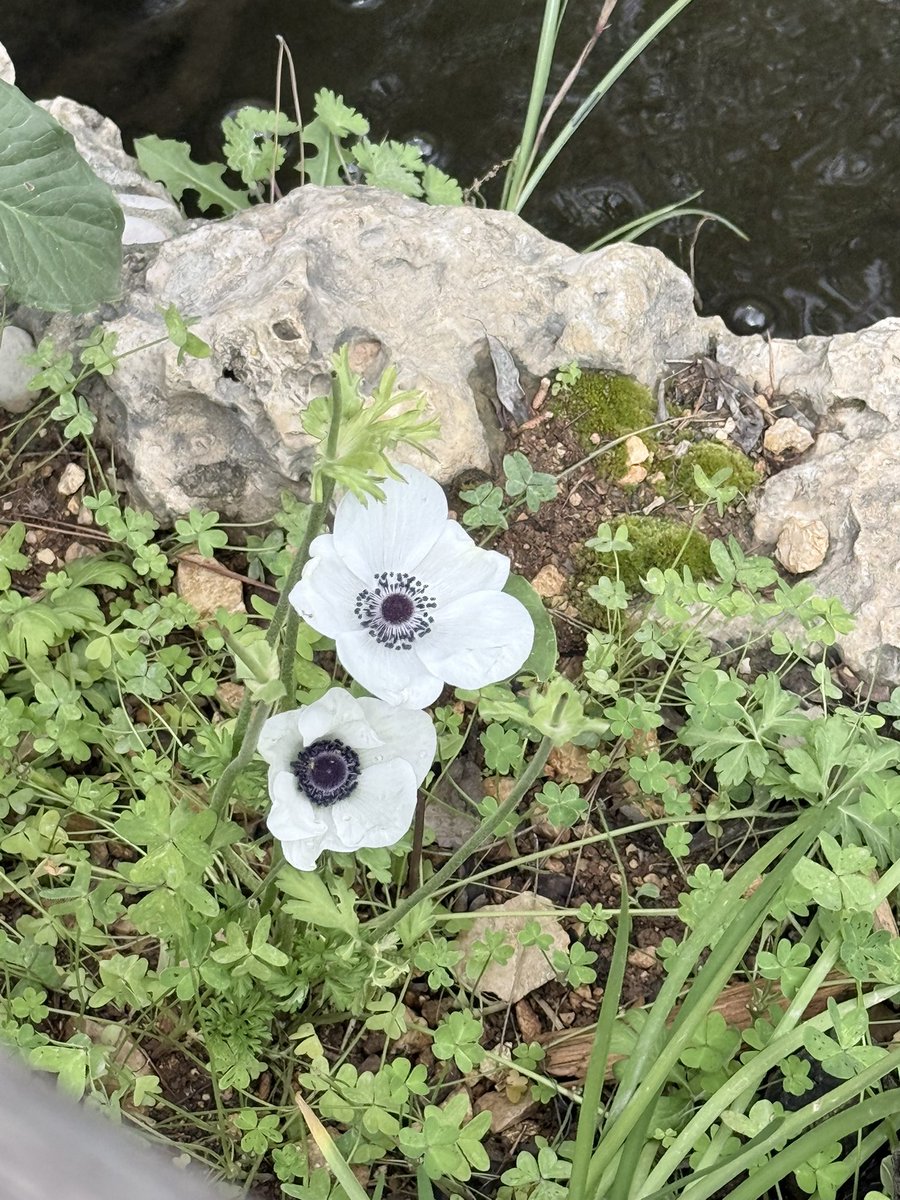 mutedaria tweet media