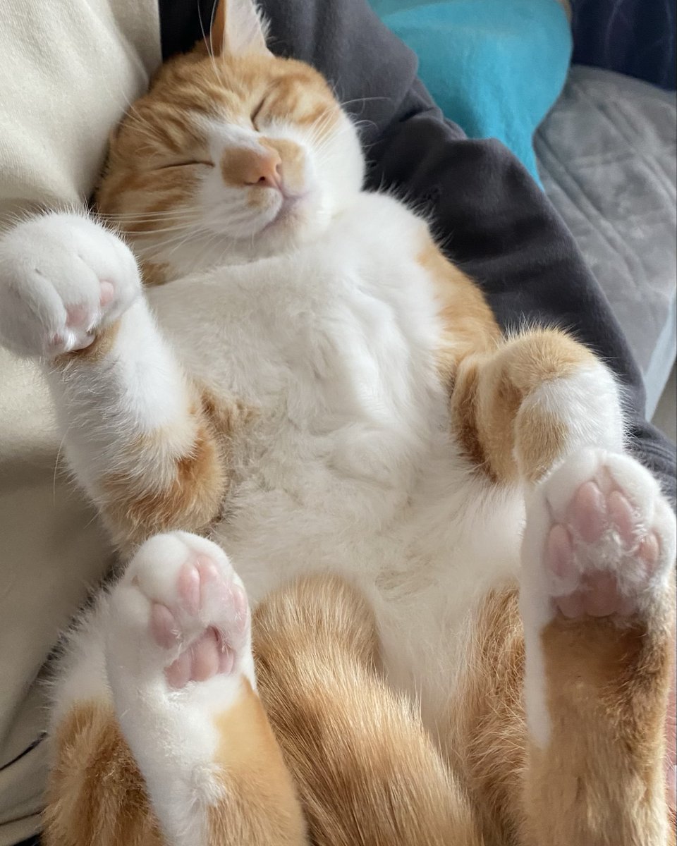 猫の窓辺(事務所猫モモコとコテチ) tweet media