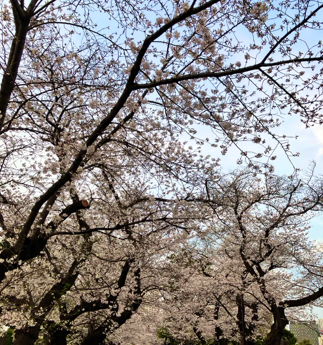 谷中霊園でお花見。人多いけど、ゆっくり出来て良いね!