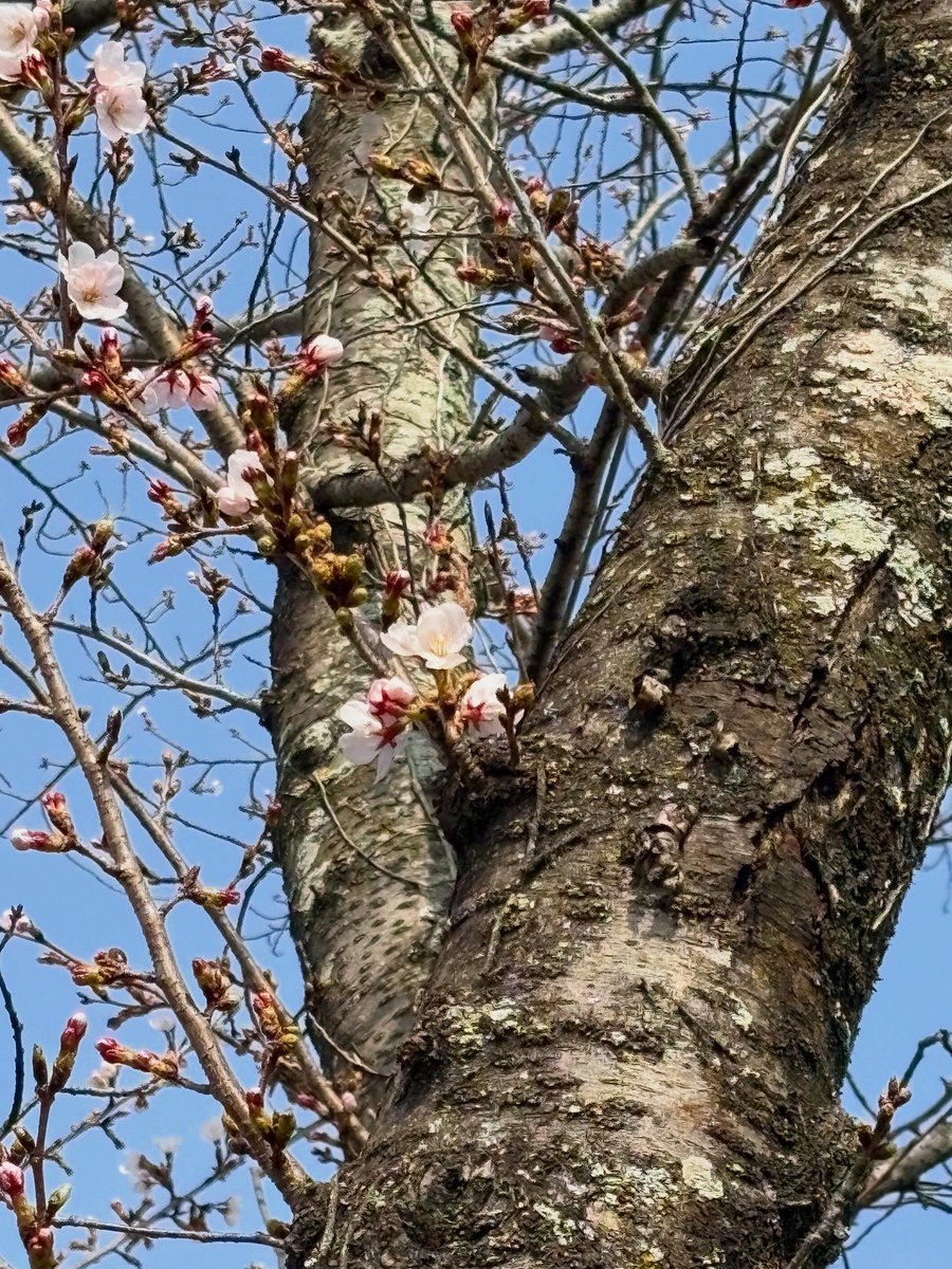 倉敷市 tweet media