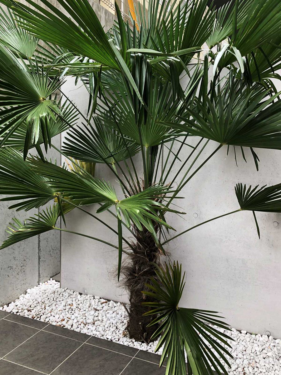 禅心博道 tweet media