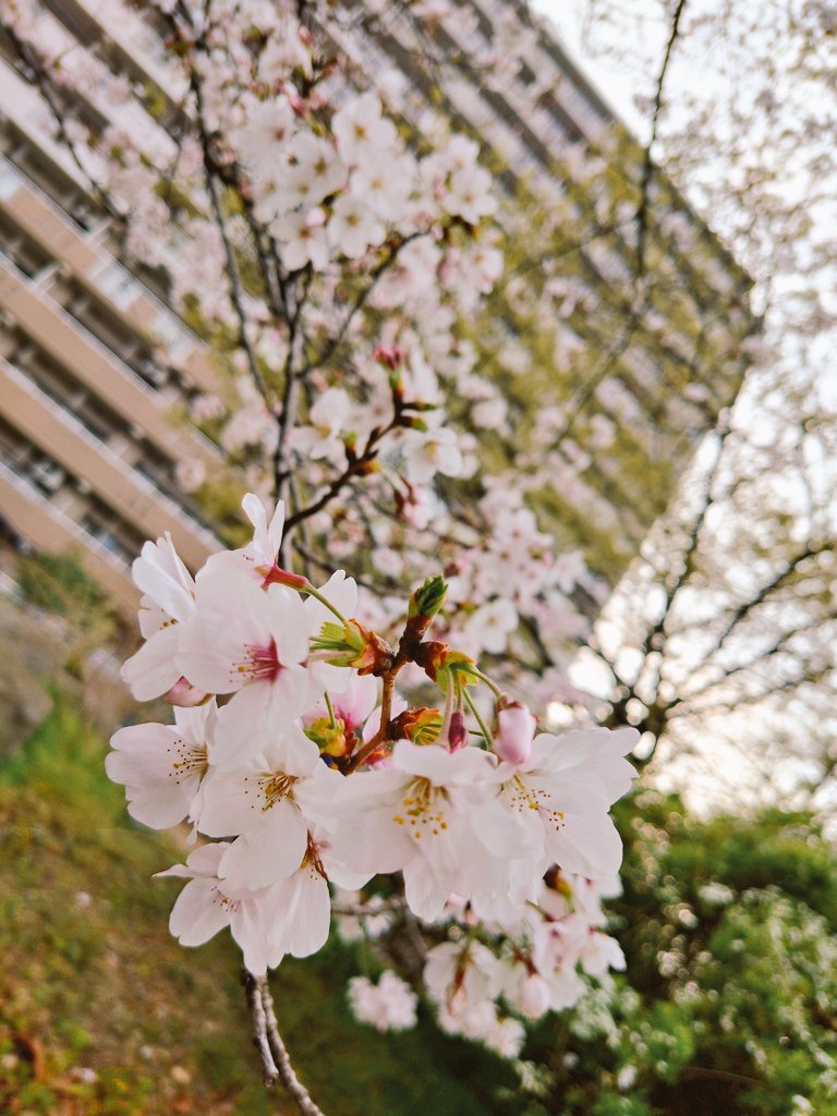 けんや@28日サクラ出陣🌸 tweet media