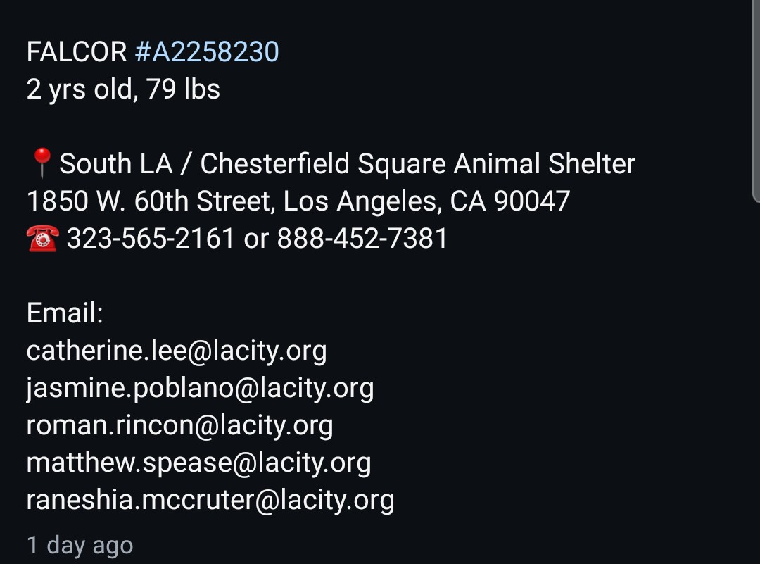 8415_n's tweet image. FALCOR #A2258230
5mo-2yo.#Rottweiler #shepherd mix #rottierescue #rottie #rottweilerrescue
Calm nature, sweet with everyone he meets, tolerant around other #dogs in playgroup. Needs a #miracle &amp;amp; #hero today SUN 3️⃣/2️⃣9️⃣ in #SouthLA
#FOSTER in #CA @ NO COST‼
#ADOPT anywhere 🇺🇲🇨🇦‼