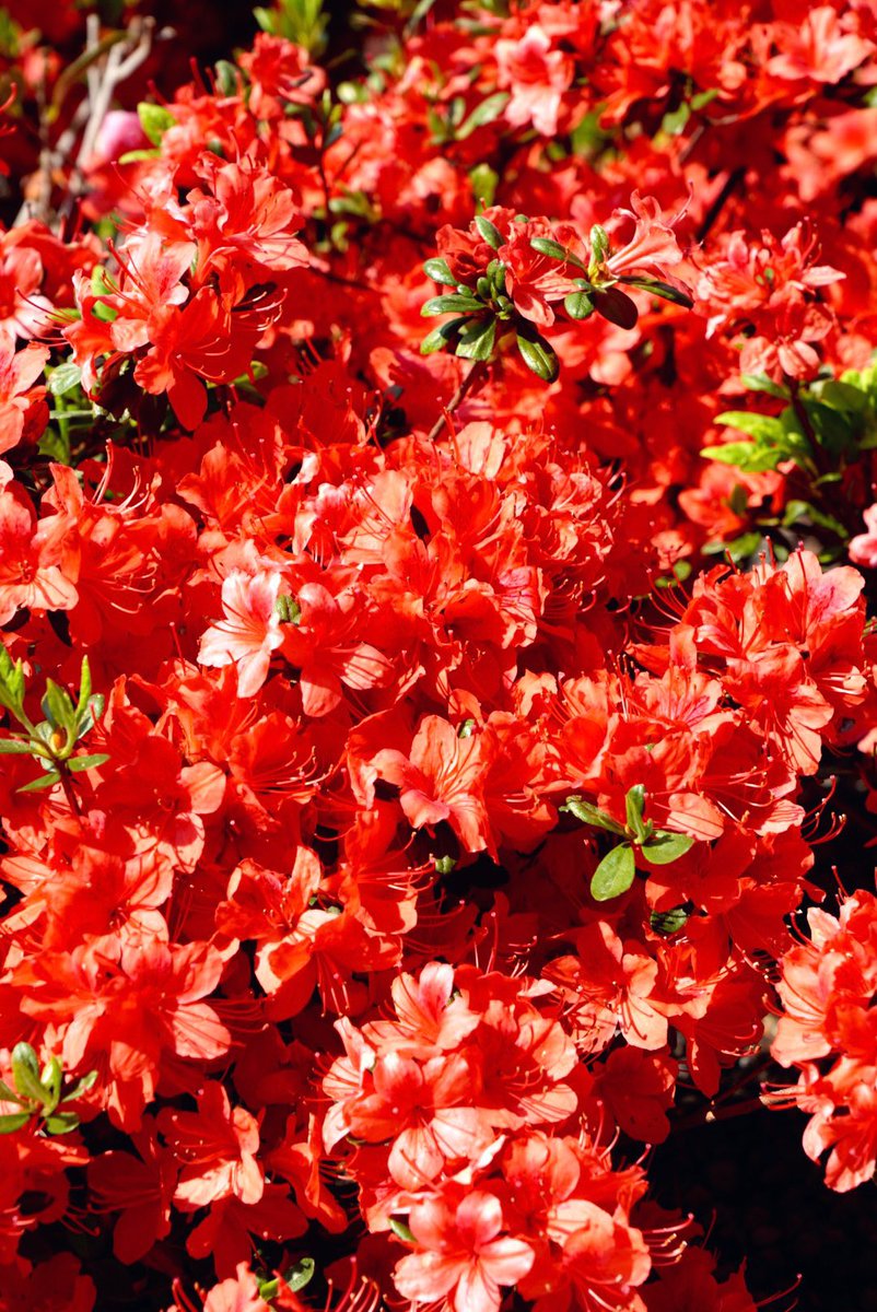 HIDEO_KOJIMA tweet media