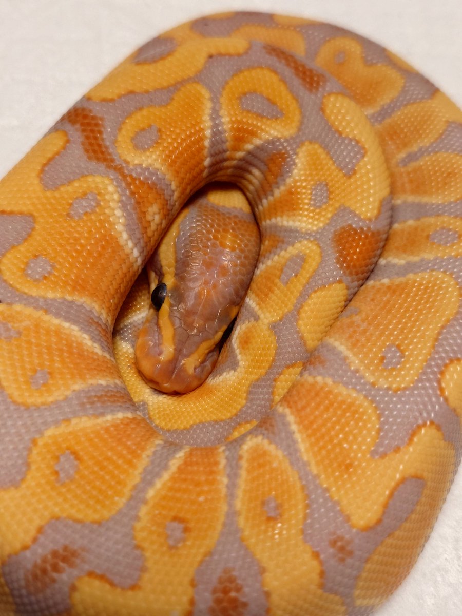 Tom@たまへびや🐍 tweet media