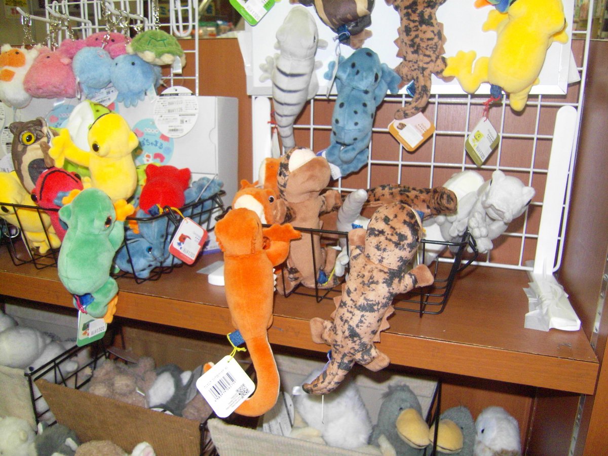 아카이헤드빙빙 tweet media