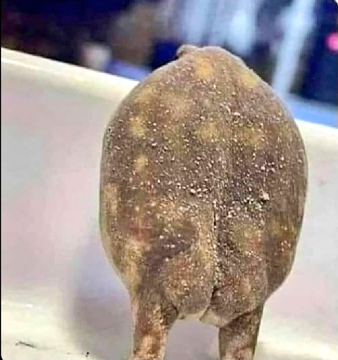 ♤•Ryian•♤ 🫟 tweet media