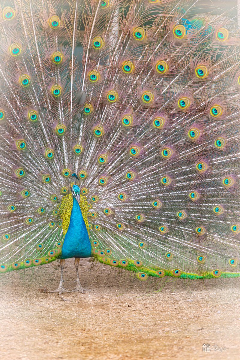 龍-𝑅‌𝑦𝑢-🐉𝑝ℎ𝑜𝑡𝑜 𝑔𝑟𝑎𝑝ℎ𝑖𝑐 𝑑𝑒𝑠𝑖𝑔𝑛📷 tweet media