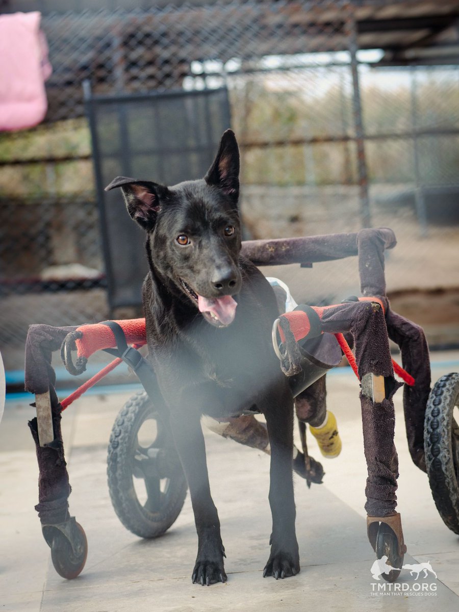 TMTRD - The Man That Rescues Dogs Foundation tweet media