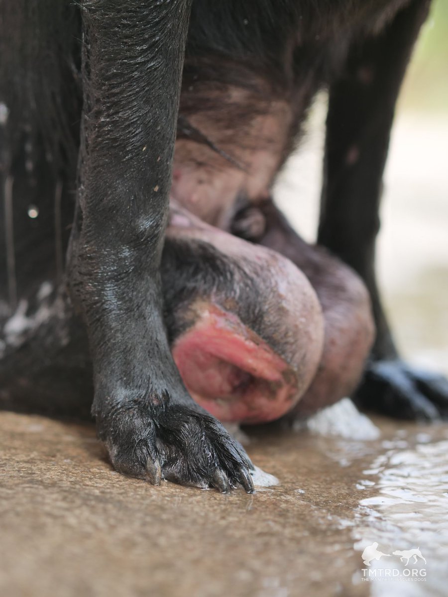 TMTRD - The Man That Rescues Dogs Foundation tweet media