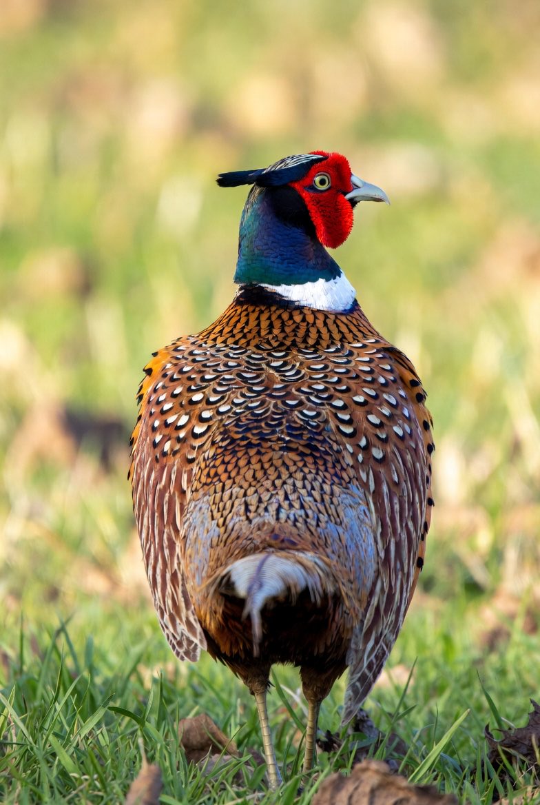 しろさい‎( •ᴗ• و(و 優しい繋がりに感謝🍀 tweet media