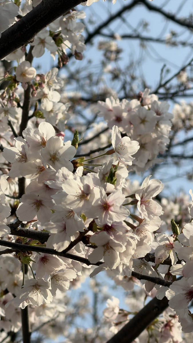 隅田公園も上野公園も桜が綺麗でした🌸