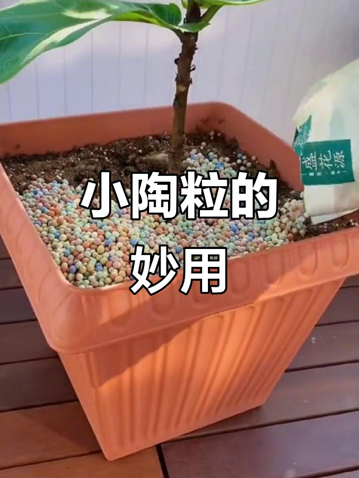 Bottega darte mortet tweet media