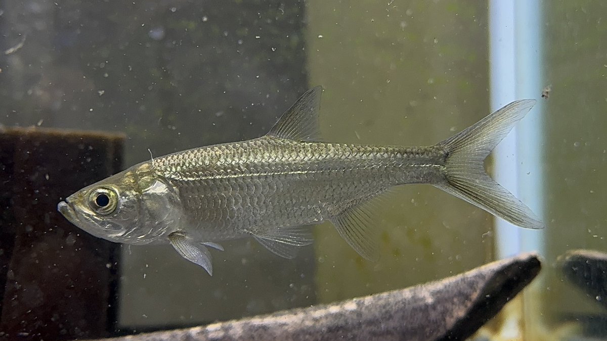 AQUA STYLE G tweet media