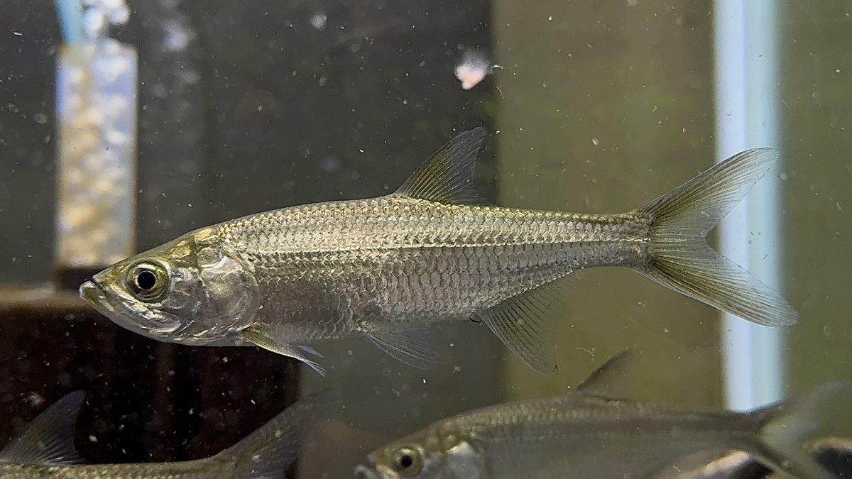 AQUA STYLE G tweet media