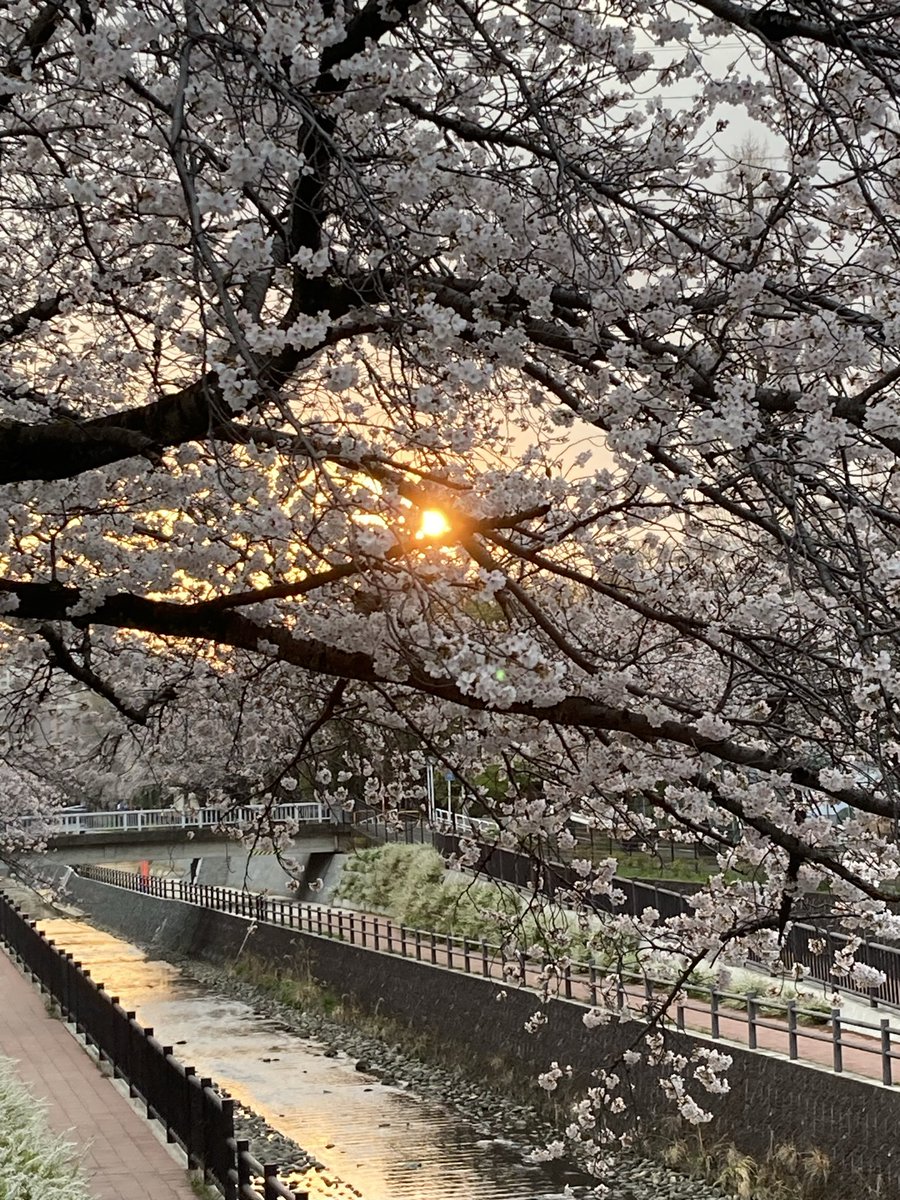 GUTHI86's tweet photo. 毎年この時期になると必ず桜を見ながら散歩するんだけど
今年はいい写真が撮れた📸 https://t.co/q2nFdfNKvs