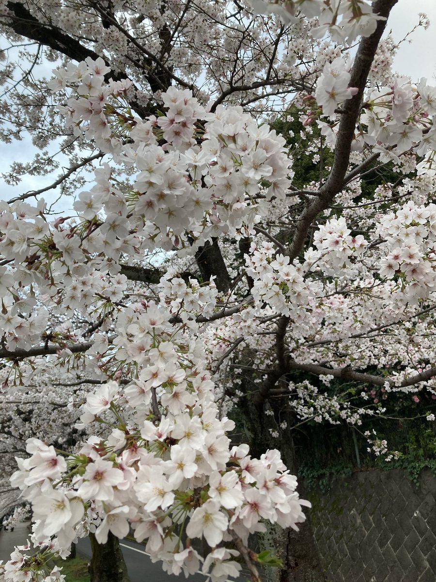 GUTHI86's tweet photo. 毎年この時期になると必ず桜を見ながら散歩するんだけど
今年はいい写真が撮れた📸 https://t.co/q2nFdfNKvs