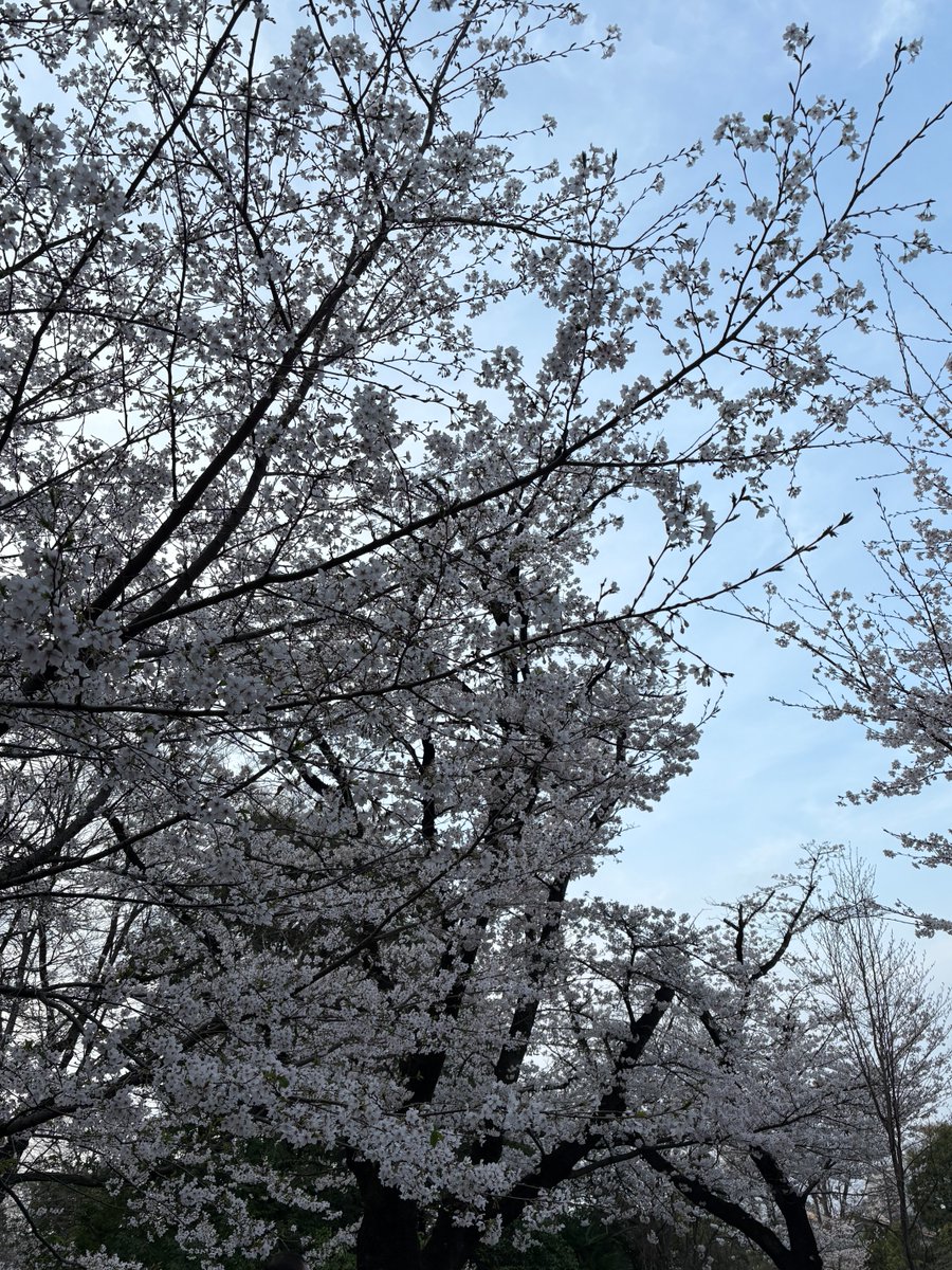 佐野 ひとみ tweet media