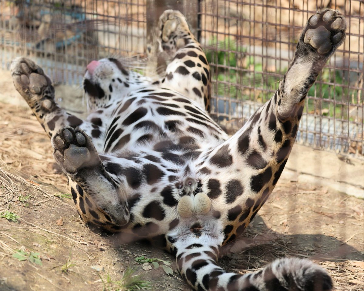 やまこじ tweet media