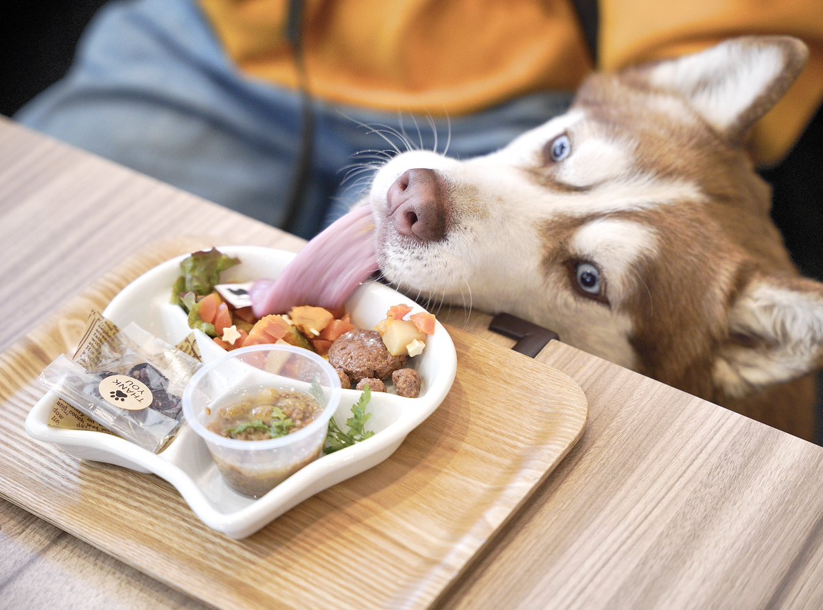 シベリアンハスキー大吉♂ tweet media