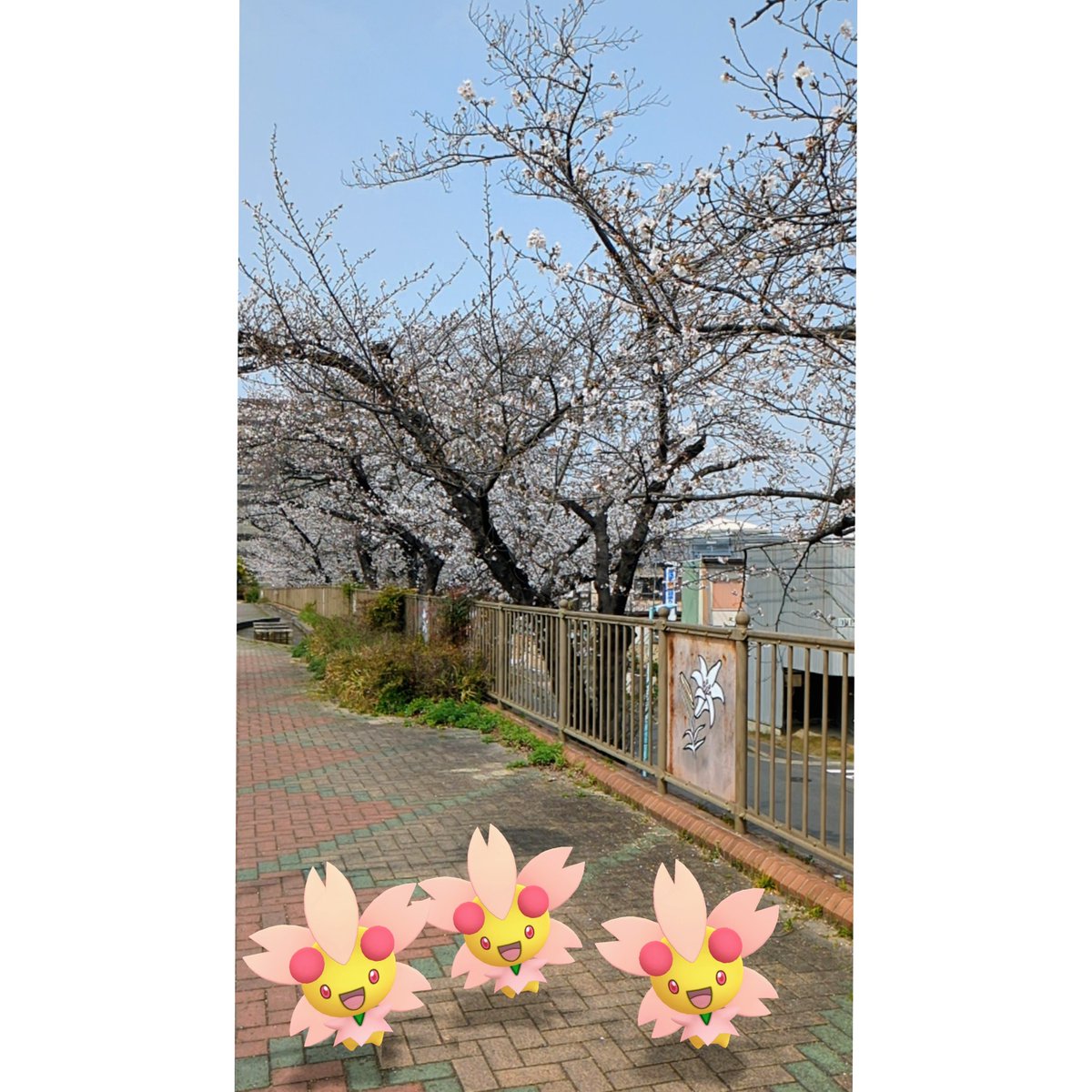 suisuiyahchan's tweet image. 最高の桜の下で、最高の笑顔。🌸✨
これ以上ないお花見のフォト、撮れちゃいました！😊
#ARofTheDay
#GOsnapshot
#GOsnapshotCelebration