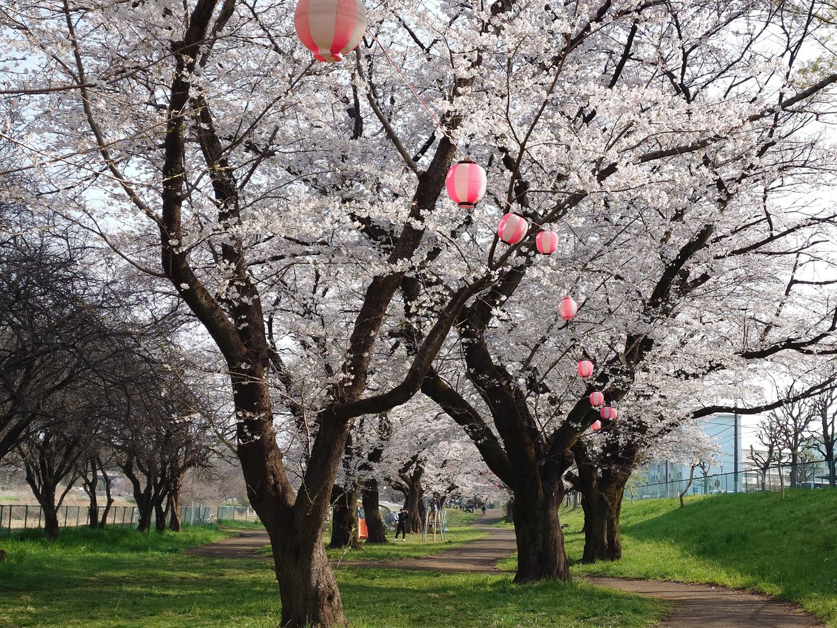 teco5m's tweet photo. 今日は、桜が満開。晴天で汗ばむくらい。サクラタウンまで歩いて川沿いの桜が見事でした。久しぶりにスーパー銭湯にいって、温泉入って所沢で地ビール飲みました。二万五千歩。 https://t.co/Gz8BsoBZst