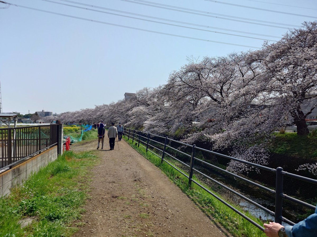 teco5m's tweet photo. 今日は、桜が満開。晴天で汗ばむくらい。サクラタウンまで歩いて川沿いの桜が見事でした。久しぶりにスーパー銭湯にいって、温泉入って所沢で地ビール飲みました。二万五千歩。 https://t.co/Gz8BsoBZst
