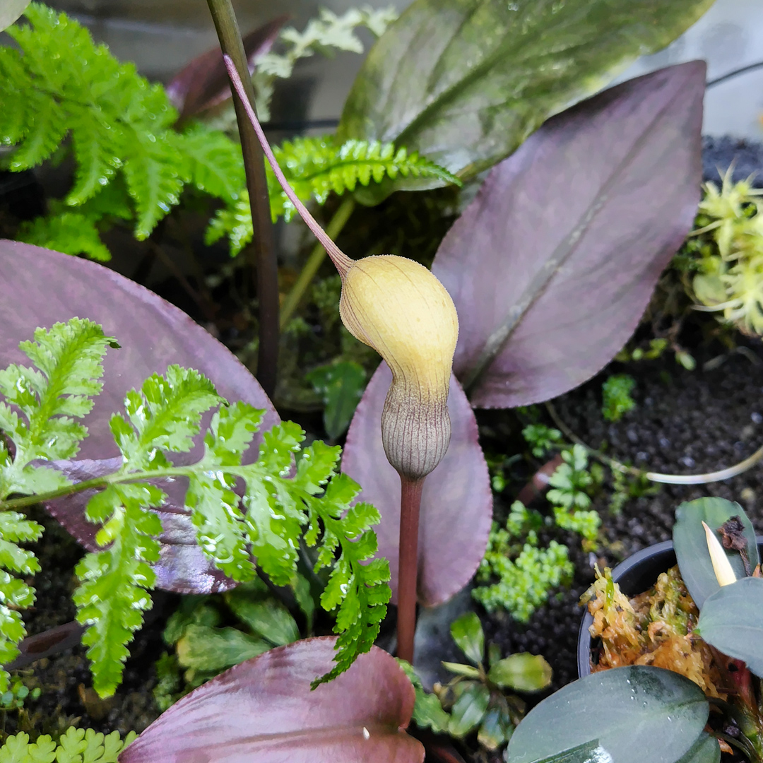 ウイステリア/水槽屋.com tweet media