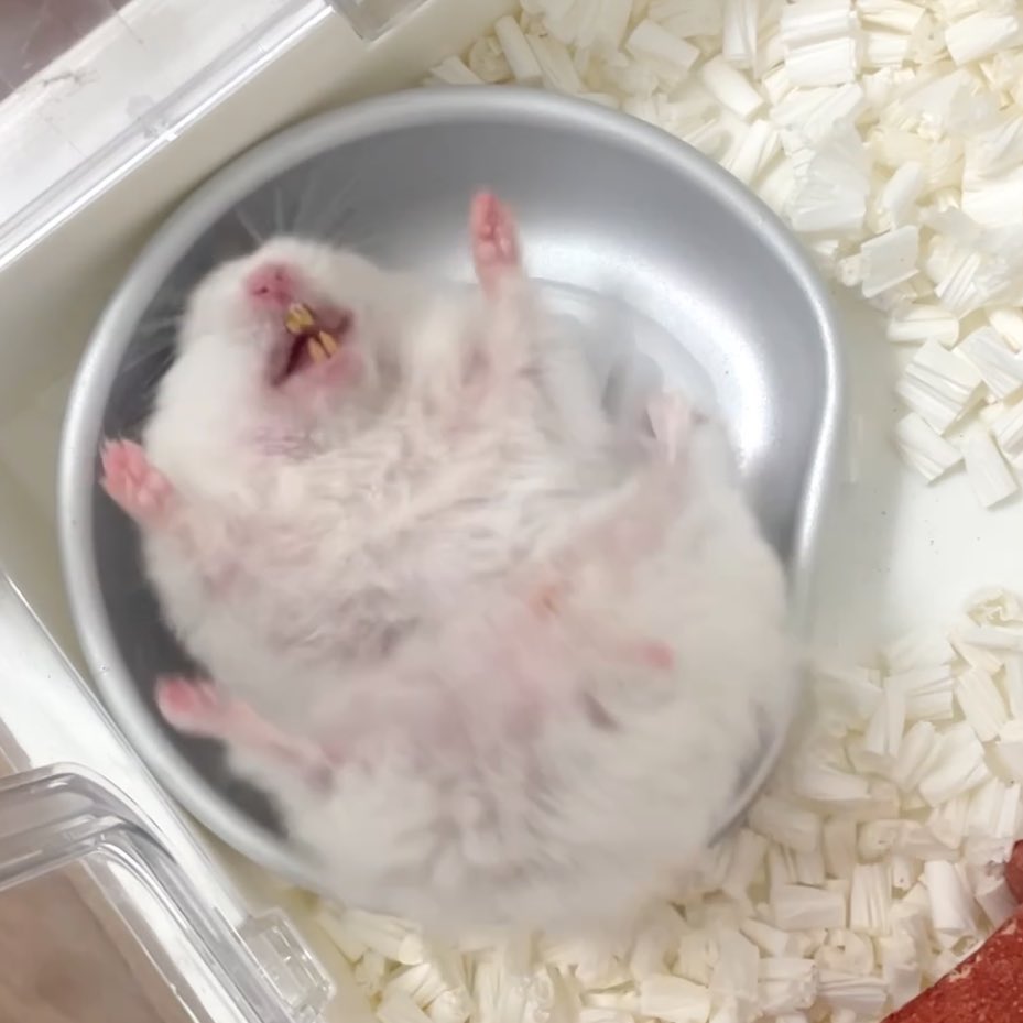 Chira/Taki (ちらたき) tweet media