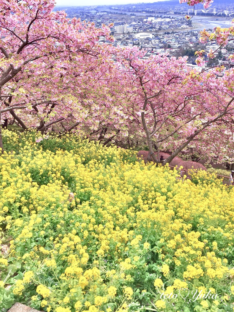 🌸テトII🌸 tweet media