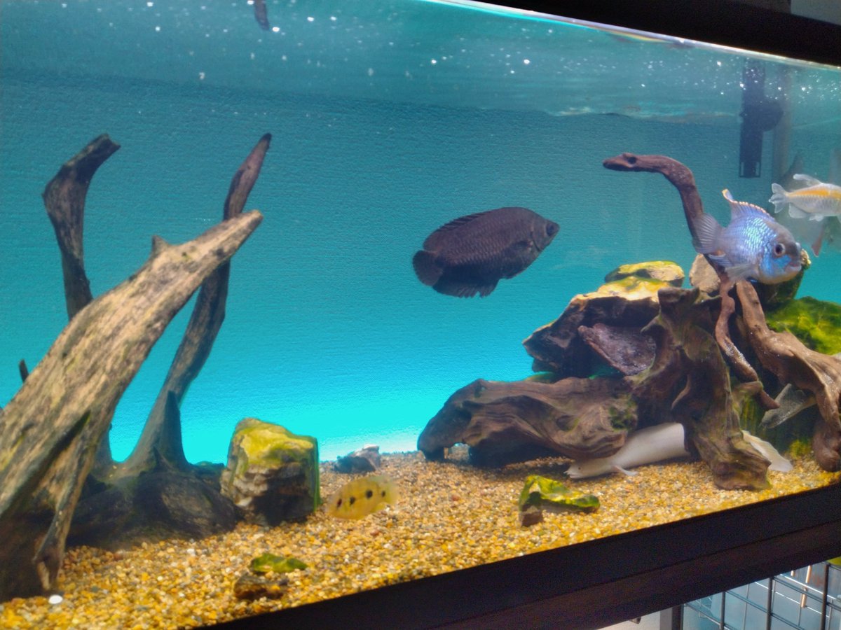 marisuke tweet media